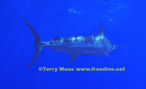 A 200-pound blue marlin stalks the blue waters off Panama