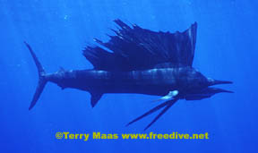 sailfish1.pg.jpg (10815 bytes)