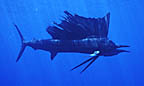 sailfish1_sm.pg.jpg (8738 bytes)