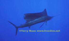 sailfish2.jpg (7515 bytes)