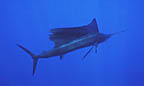 sailfish2_sm.jpg (7010 bytes)