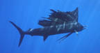 sailfish3 copy.jpg (7722 bytes)