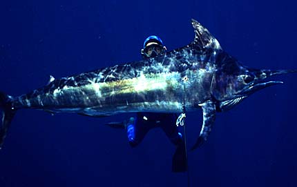 Side view of the black marlin speared by terry--kill shot