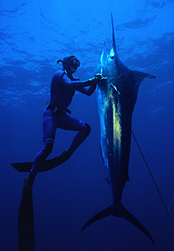 Terry bring up the black marlin