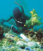 Freediver "pops" an abalone from the rocks among the reef