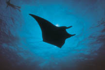 manta ray and freediver on surface