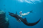 freediver rides a manta ray