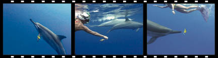 Wild Dolphin  and a monofin-equipped freediver play a game of "pass the leaf."