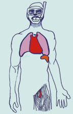 Illustration of Freediver physiologic adaptations