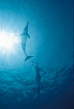 freediver with monofin and wild dolphin