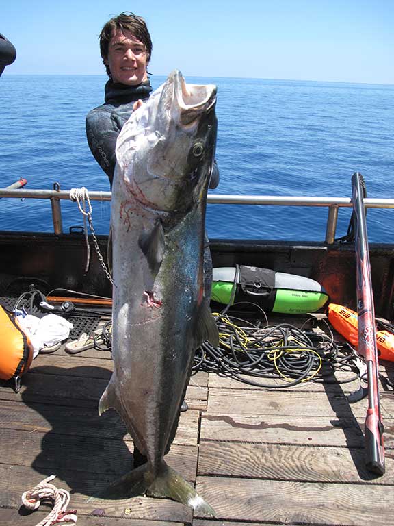 yellowtail, North American, spearfishing record, IBSRC