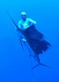 AtlanticSailfish_1-small.jpg (4077 bytes)