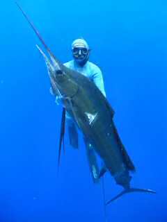 AtlanticSailfish_2-small.jpg (4594 bytes)