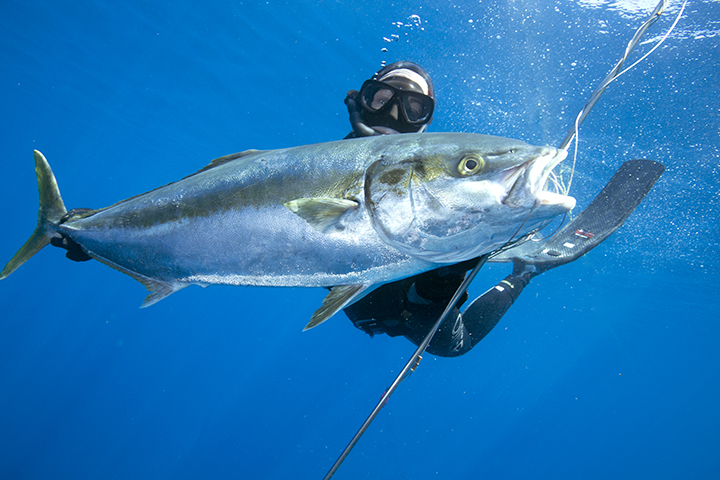 yellowtail, North American, spearfishing record, IBSRC