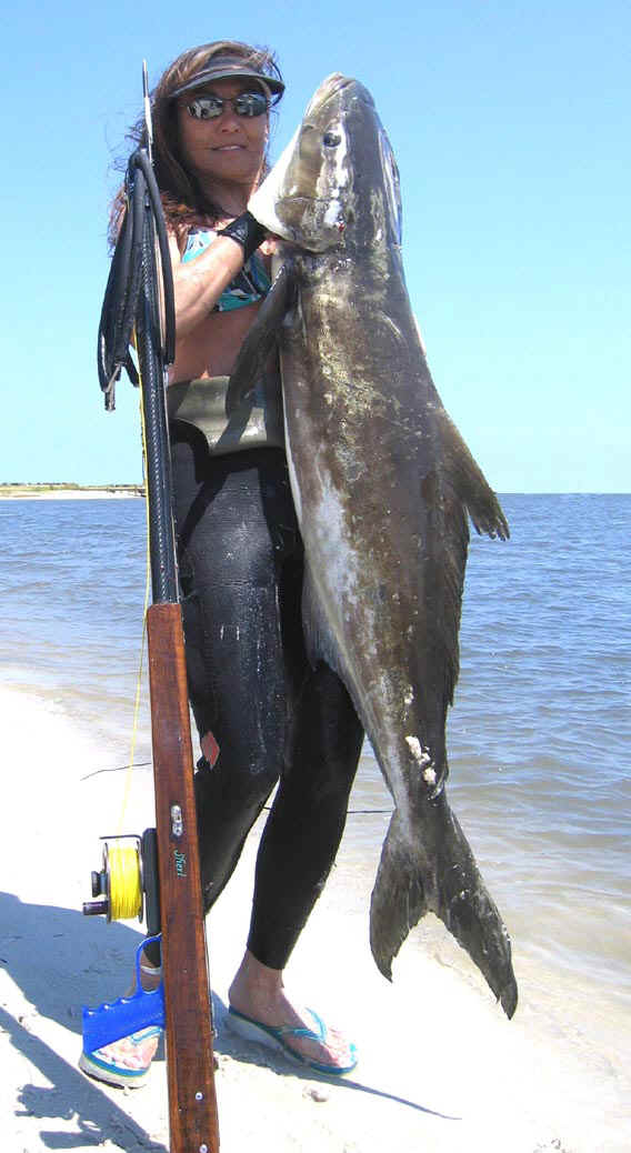 cobia