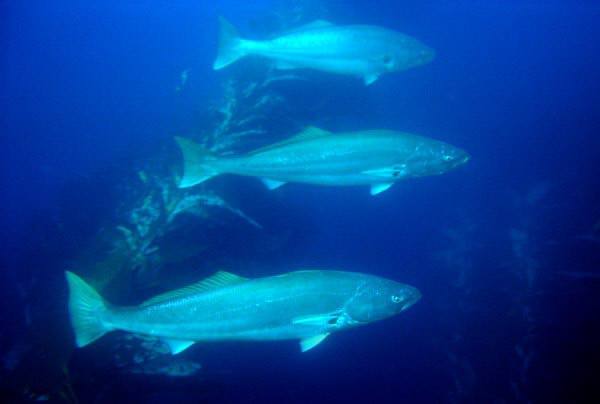 3 large white seabass, photo by Terry Maas