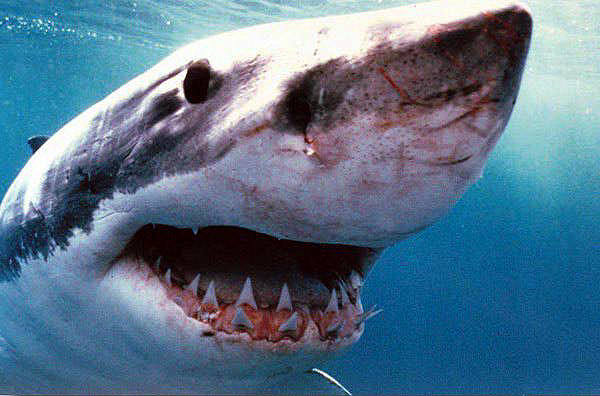 http://www.freedive.net/images/whiteshark.jpg