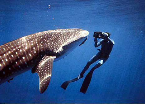 Whale on Terry Maas Photos A Whale Shark From 3 Feet Of Its Mouth  Photo By Bob