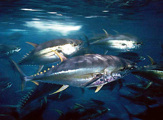 Schooling yellowfin tuna surrounding photographer Bill Boyce