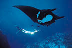 diver_below_manta_icon.jpg (7242 bytes)