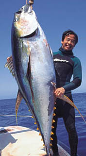 yellowfin.jpg (20728 bytes)