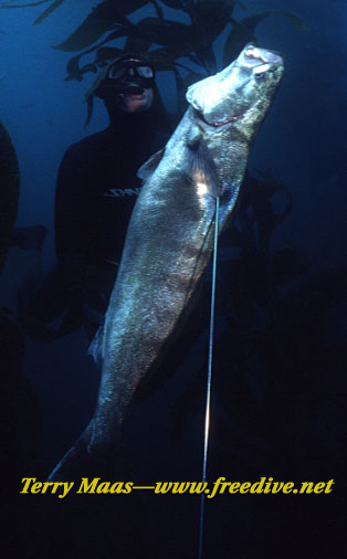 A diver brings up a big white