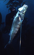 A speared white seabass underwater