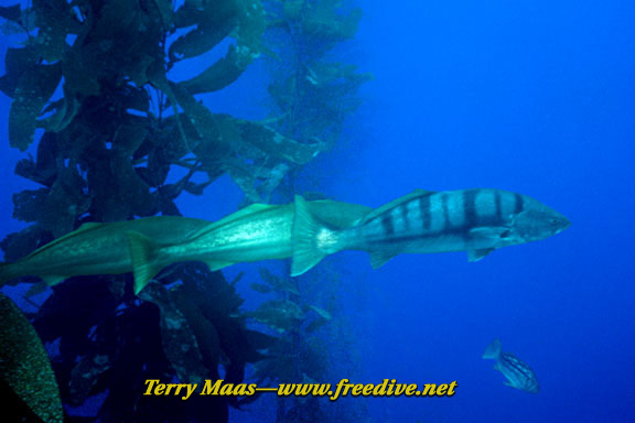 Female white seabass followed by two males