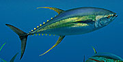 maas_yellowfin2_icon.jpg (5831 bytes)